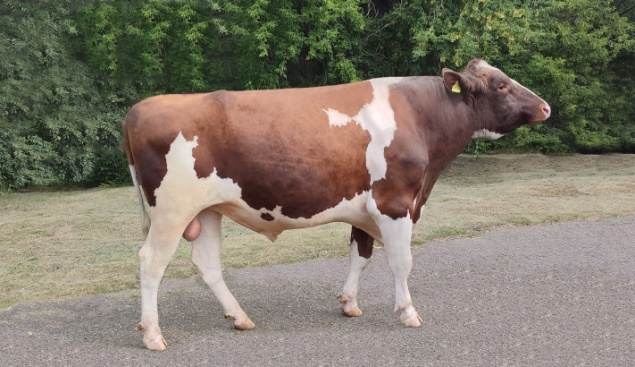 СТОУН 44761 КСГФ-303